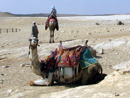 camel sit