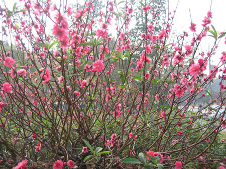 Hoa Dao