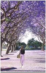 Ao tim phuong tim