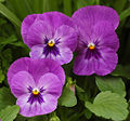 pansy-1.jpg pensee tim picture by DoMinh