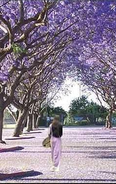 Hoa Dao